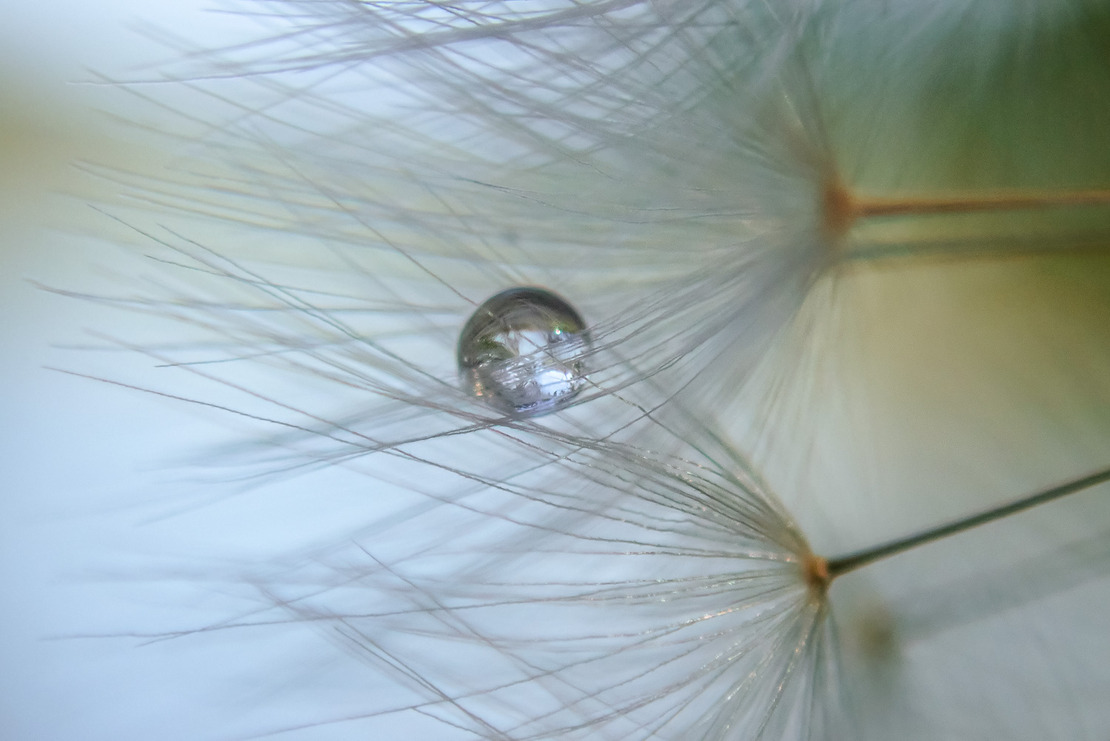 dandelion dropletrs.jpg