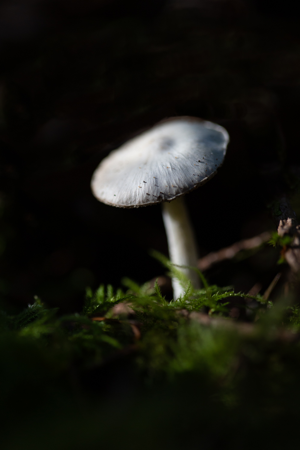 magical mushroom.jpg