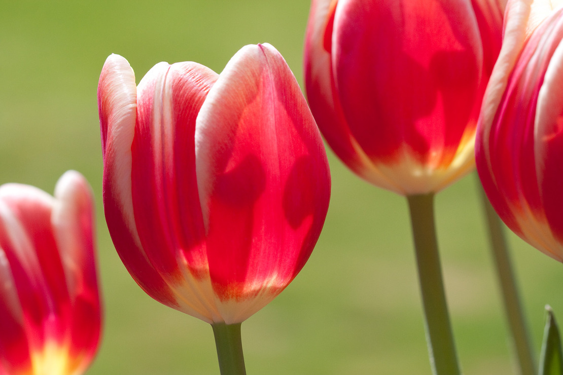 spring tulips.jpg