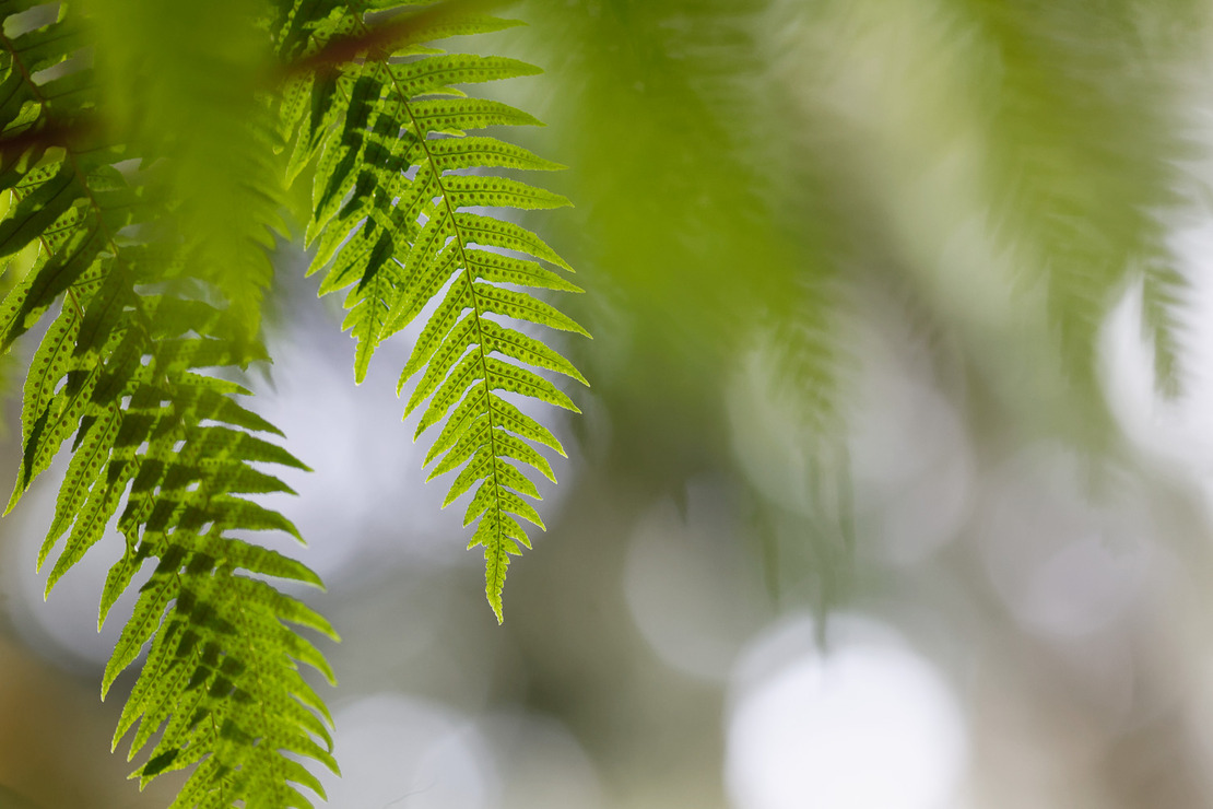 the ferns of logan's treers.jpg
