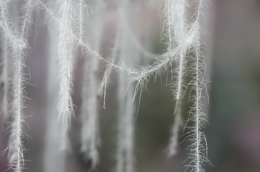 through the dangling lichenrs.jpg
