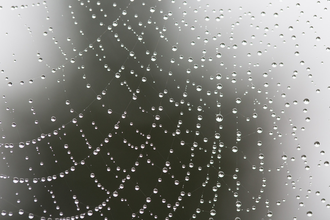 wet web.jpg